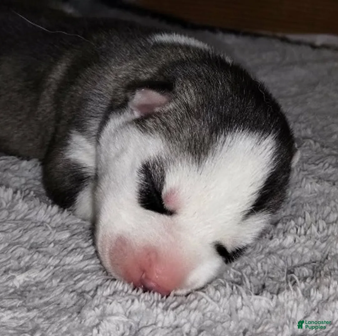 Siberian Husky dogs for sale: 4 Arwen - Ad 1