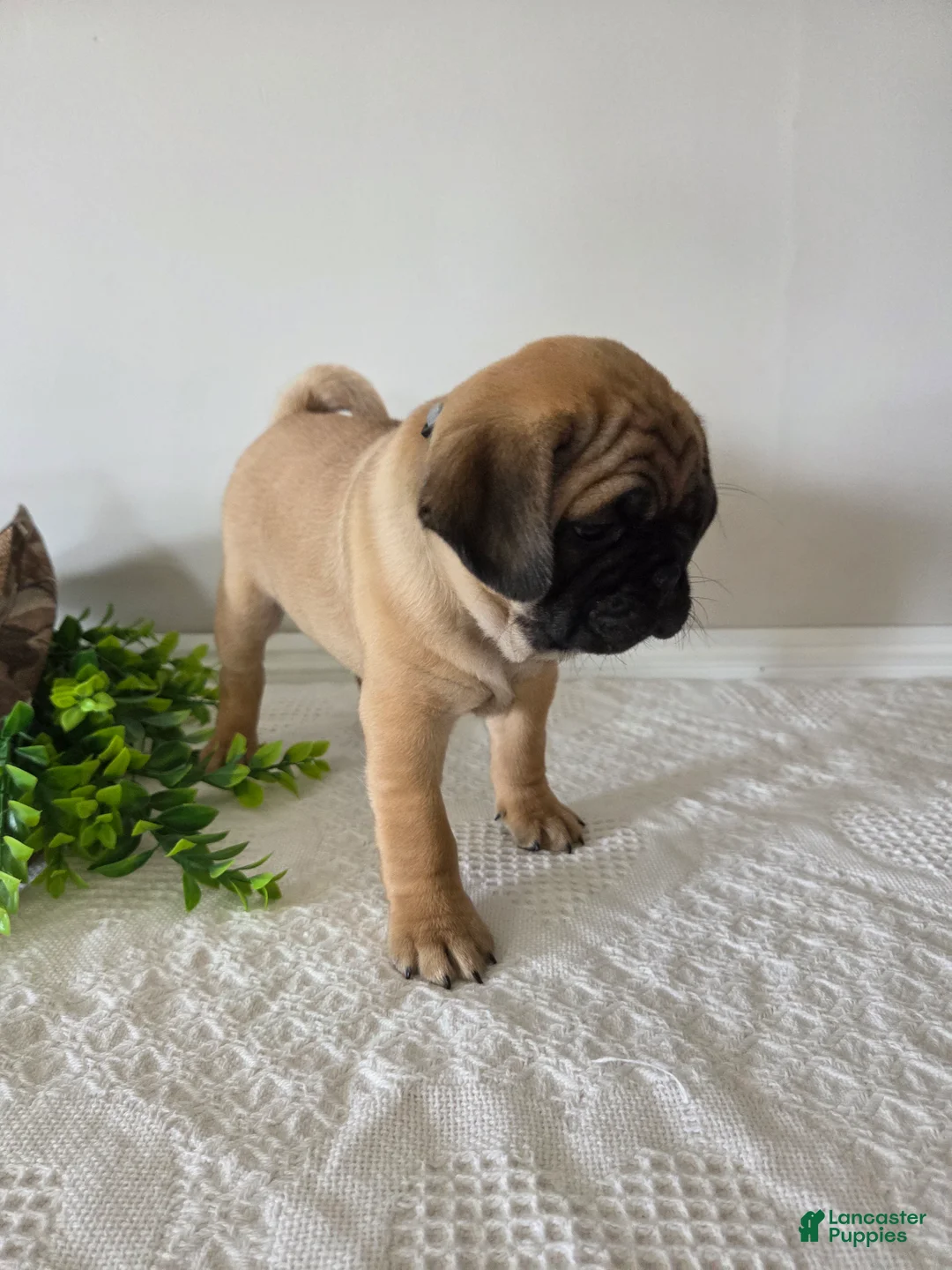 Puggle dogs for sale: Duke - Ad 2