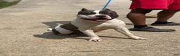 American Bully dogs for sale: C2 - Ad 5