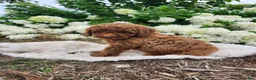 Miniature Poodle dogs for sale: Bella  - Ad 6