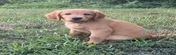 Mixed Breed dogs for sale: Sasha - Ad 6