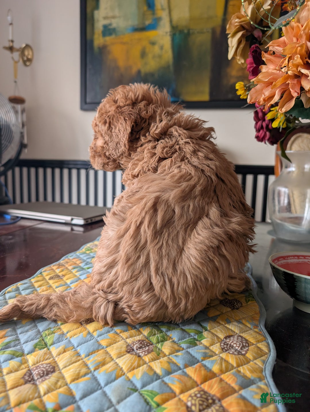 Goldendoodle dogs for sale: Steve - Ad 9
