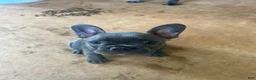 French Bulldog dogs for sale: Maggie - Ad 4