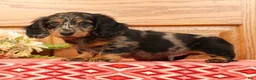 Miniature Dachshund dogs for sale: Tanner - Ad 5