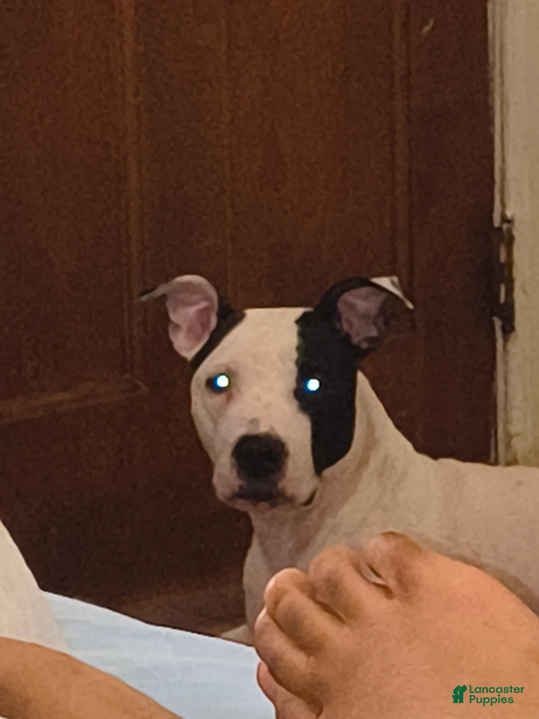 Mixed Breed dogs for sale: Puppy chow  - Ad 2