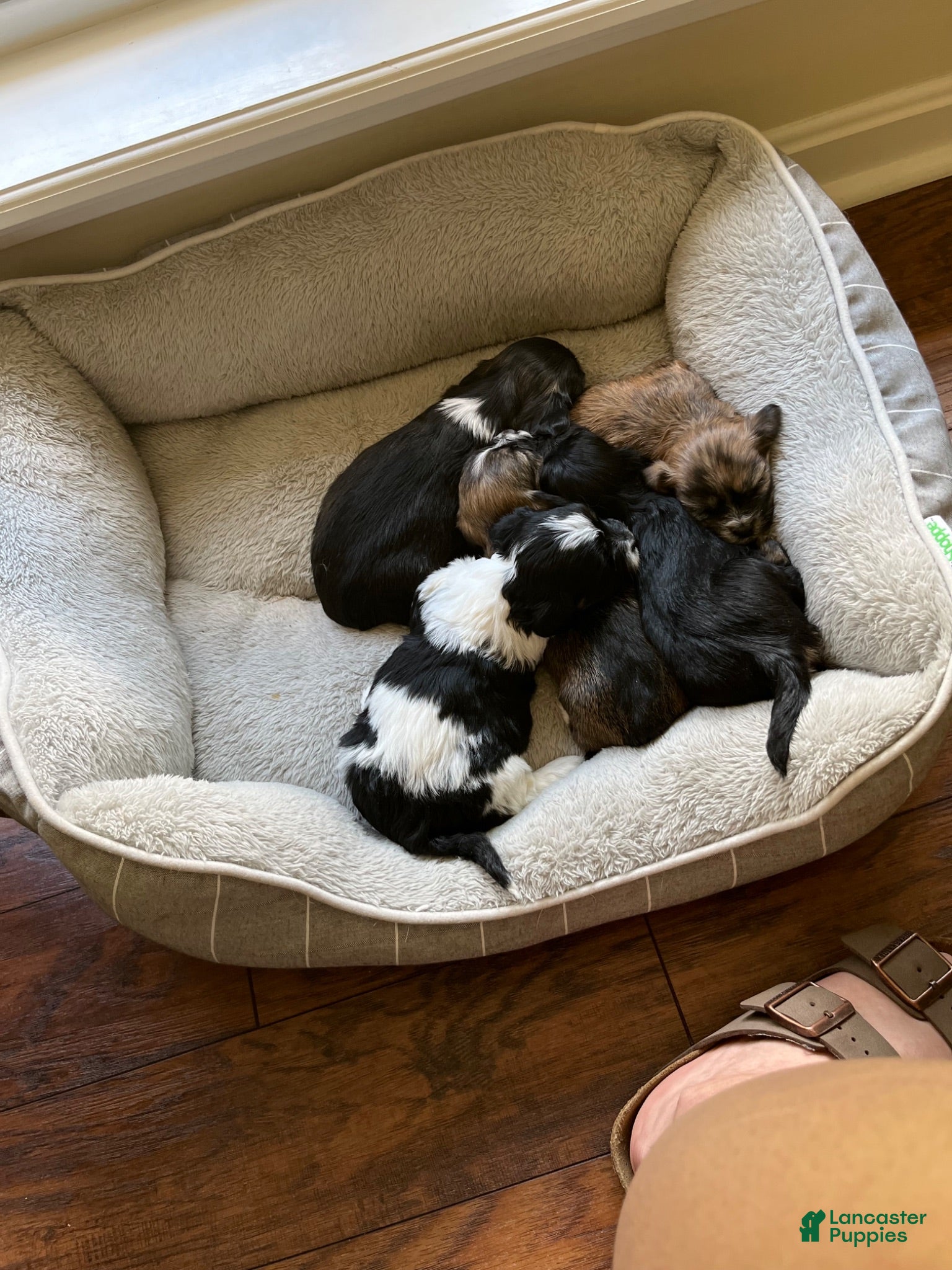 Mixed Breed dogs for sale: Clara  - Ad 2