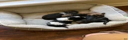 Mixed Breed dogs for sale: Clara  - Ad 1