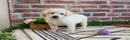 Labrador Retriever dogs for sale: Wanda  - Ad 3