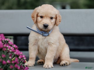 Golden Retriever dogs - Ad 1