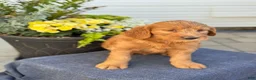 Goldendoodle dogs for sale: Teagan - Ad 6