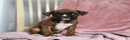 Boxer dogs for sale: Lolli - Ad 2