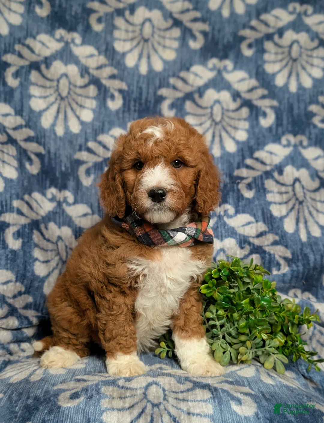 Goldendoodle dogs for sale: Favio Hypoallergenic - Ad 3