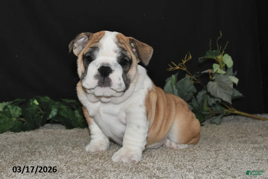 English Bulldog dogs for sale: Abby - Ad 1