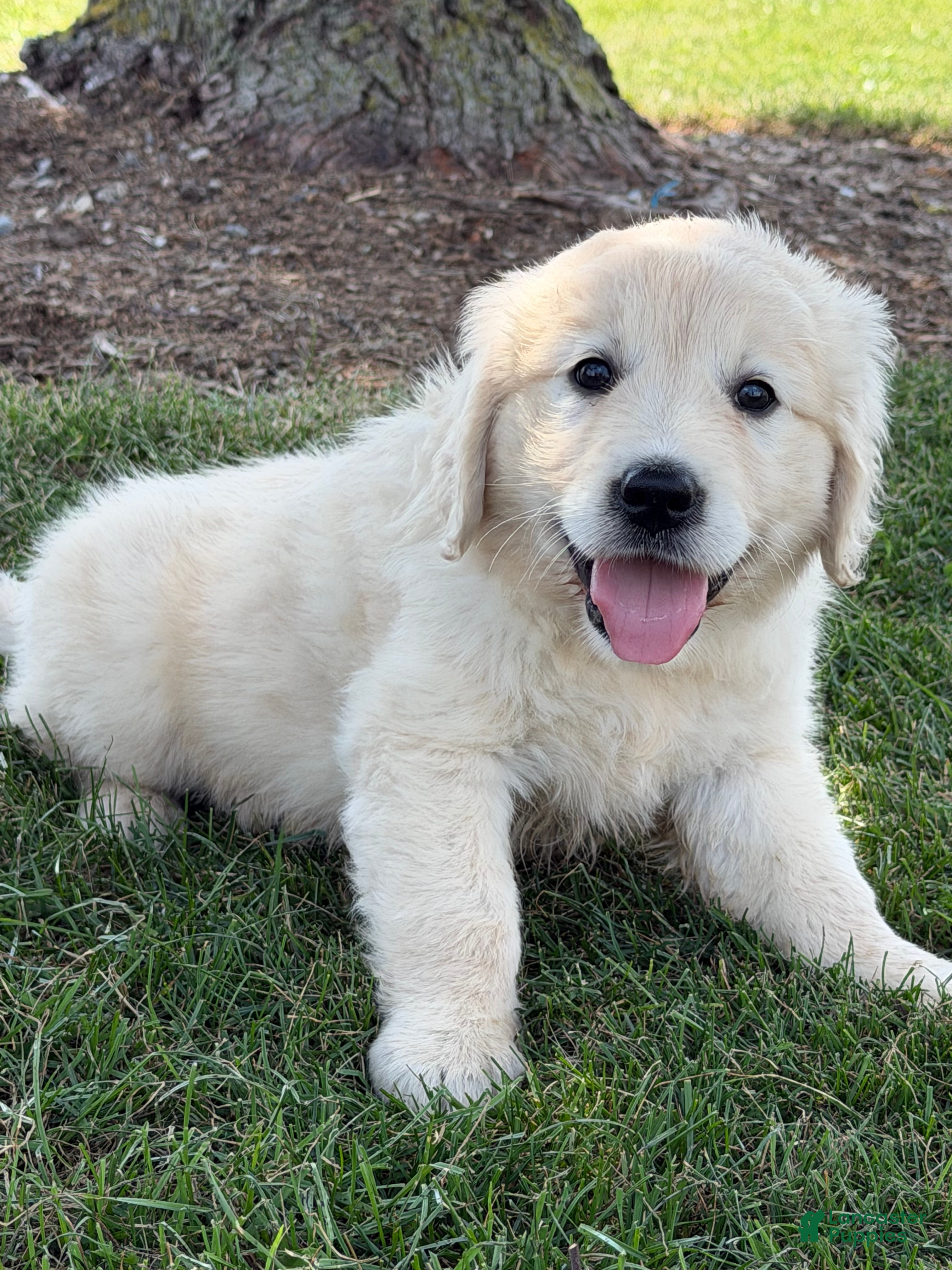 Golden Retriever dogs Papaya - Ad 2