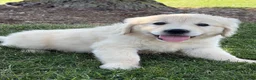 Golden Retriever dogs for sale: Papaya - Ad 2