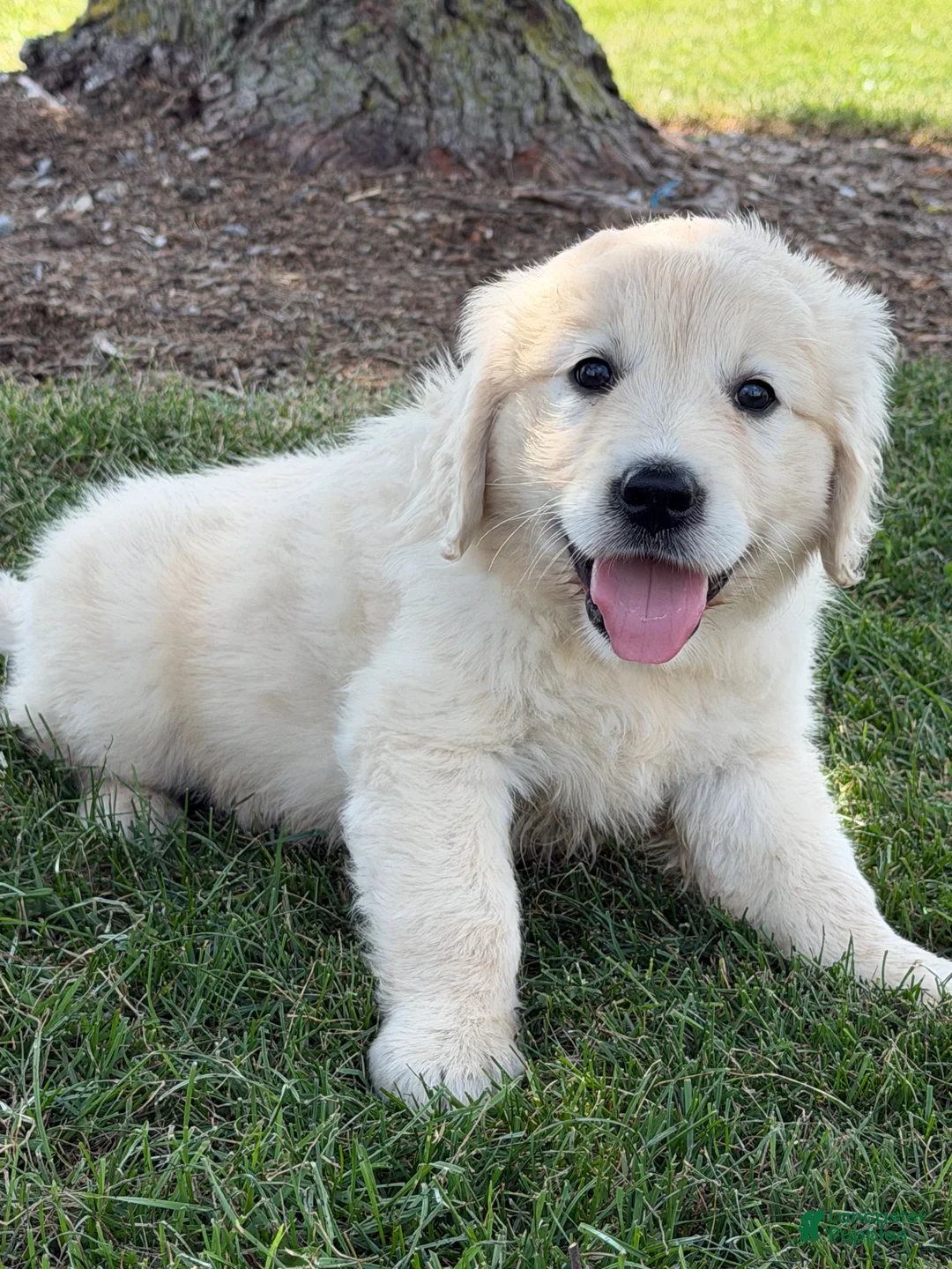 Golden Retriever dogs for sale: Papaya - Ad 2