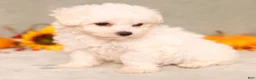 Bichon Frise dogs for sale: Quie - Ad 3