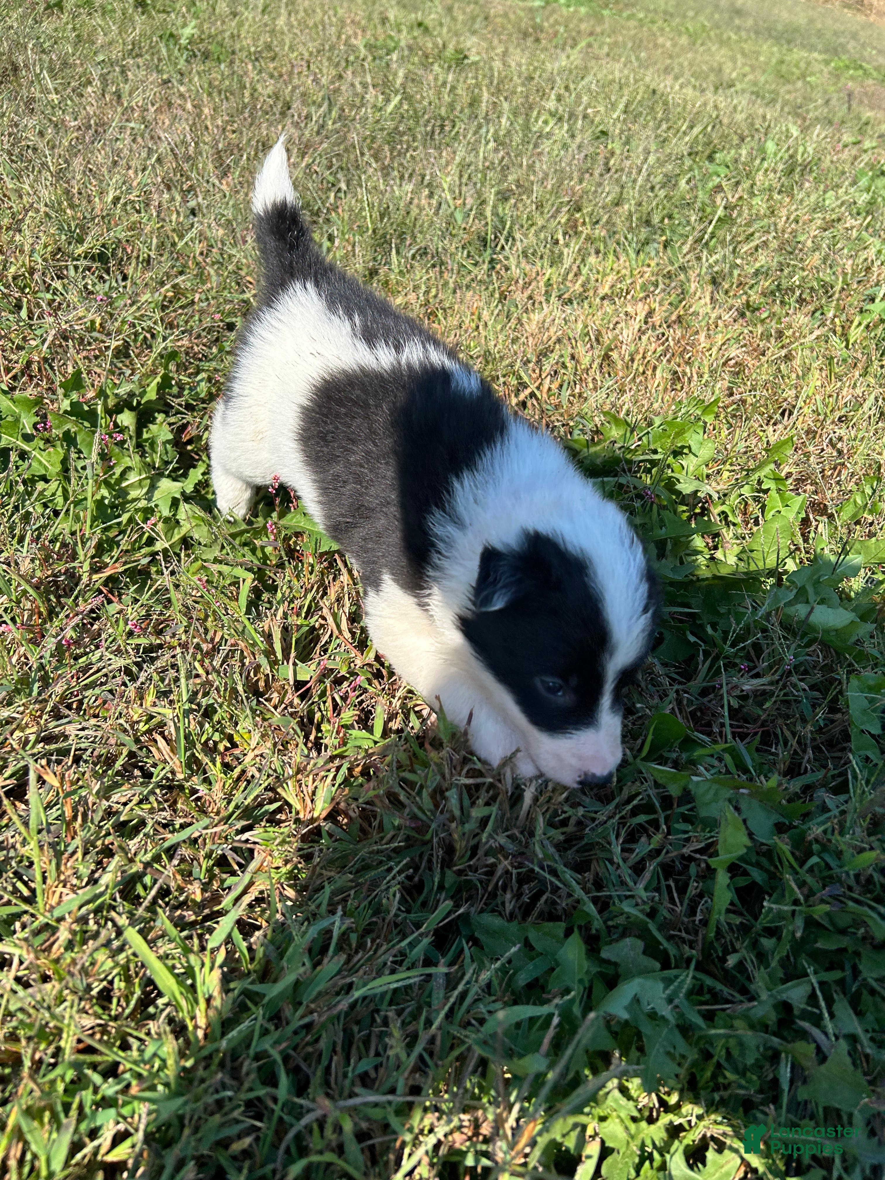 Border Collie dogs Border Collie Puppy 1 - Ad 19