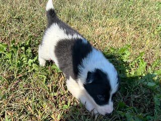 Border Collie dogs Border Collie Puppy 1 - Ad 19