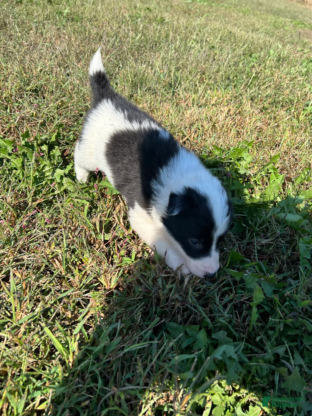 Border Collie dogs for sale: Border Collie Puppy 1 - Ad 1