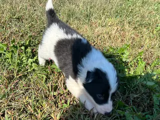 Border Collie dogs Border Collie Puppy 1 - Ad 37
