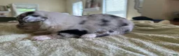 Mixed Breed dogs for sale: Laken - Ad 3