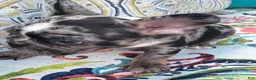 French Bulldog dogs for sale: Mellow - Ad 5