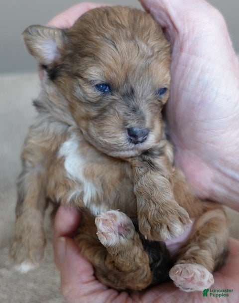 Maltipoo dogs Miracle chocolate merle PET ONLY - Ad 7