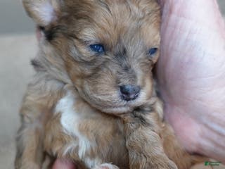 Maltipoo dogs Miracle chocolate merle PET ONLY - Ad 7