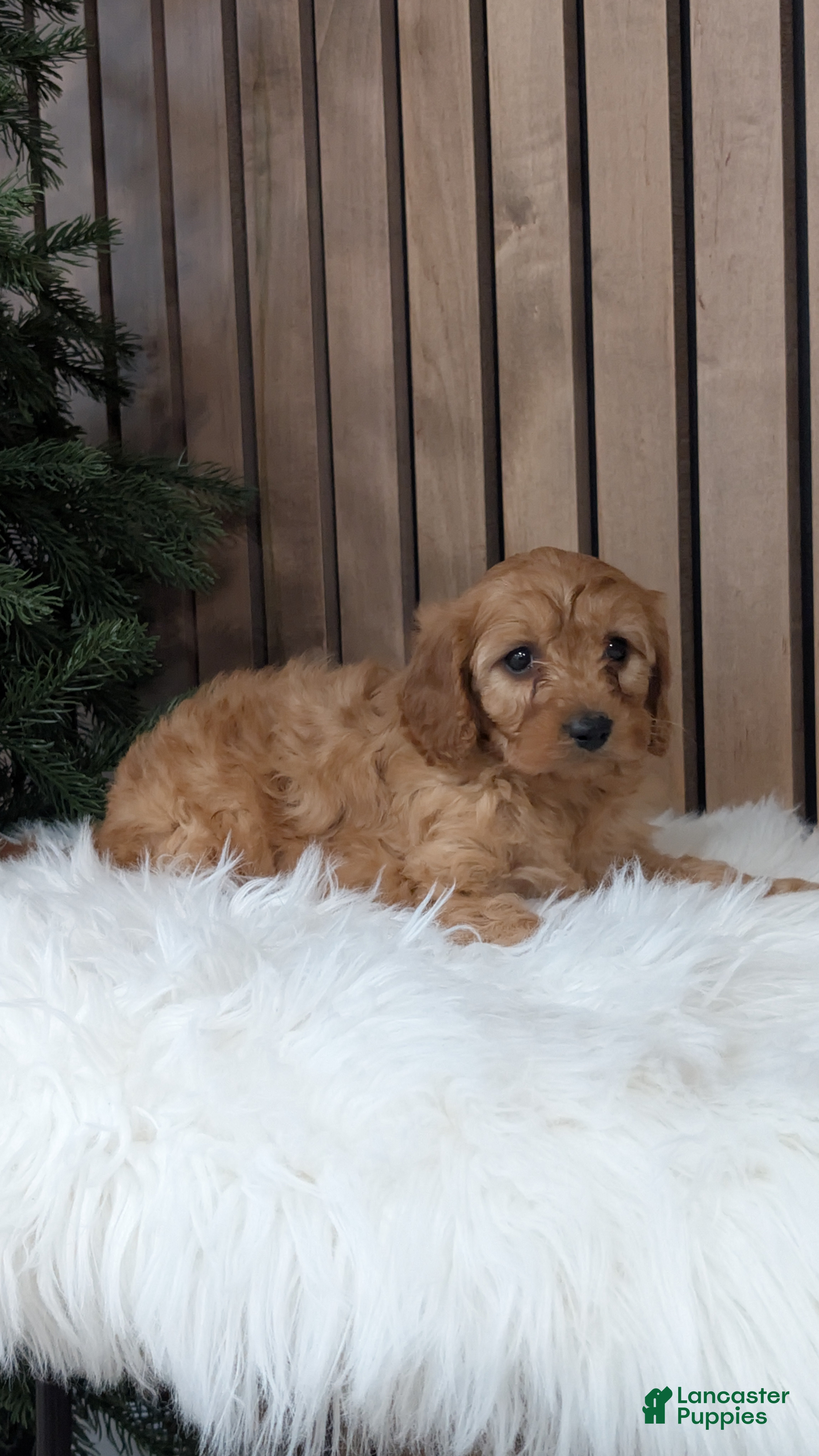 Cavapoo dogs Sophie - Ad 19