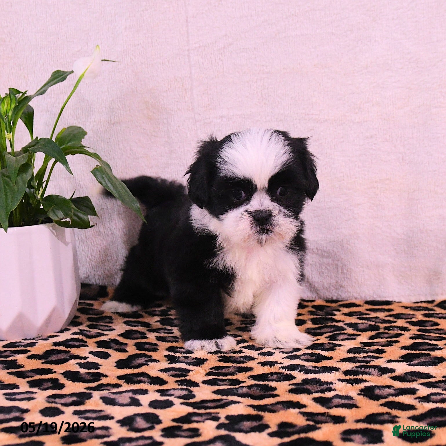 Shih Tzu dogs Starla - Ad 2