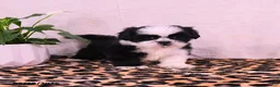 Shih Tzu dogs for sale: Starla - Ad 2