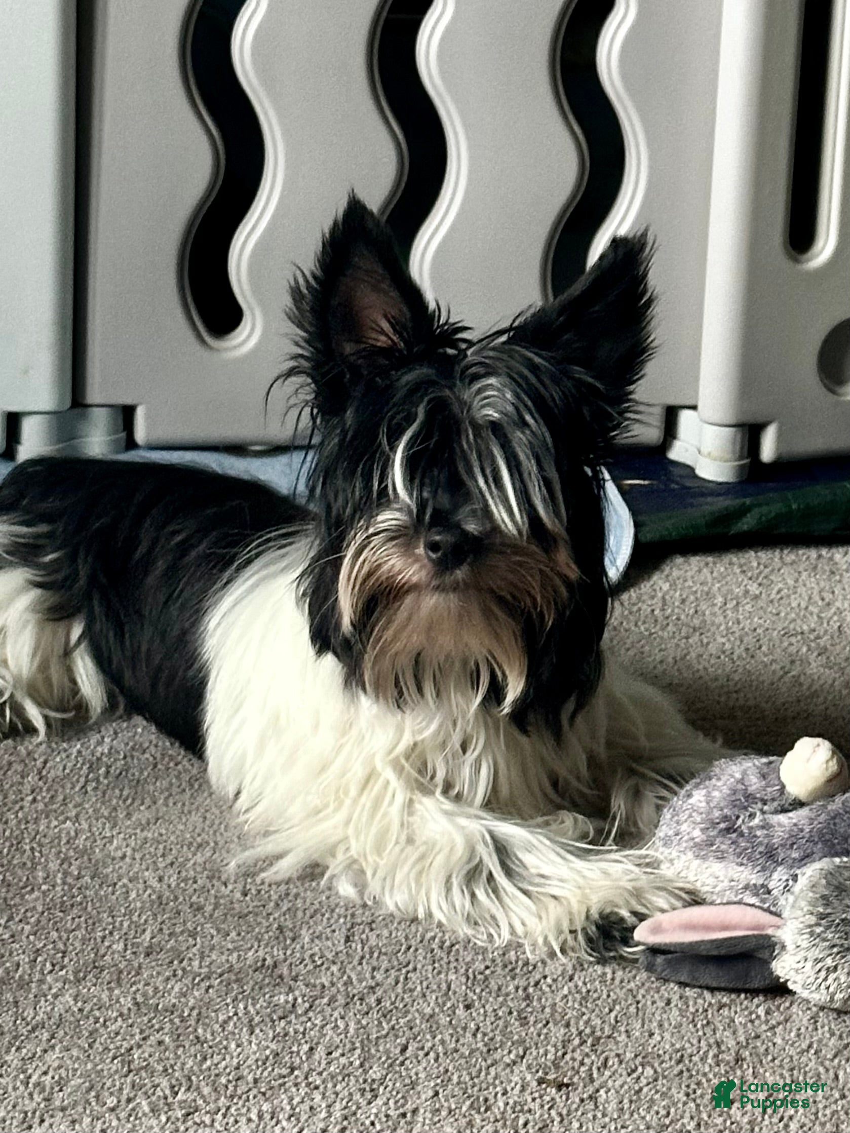 Biewer Terrier dogs Duke - Ad 2