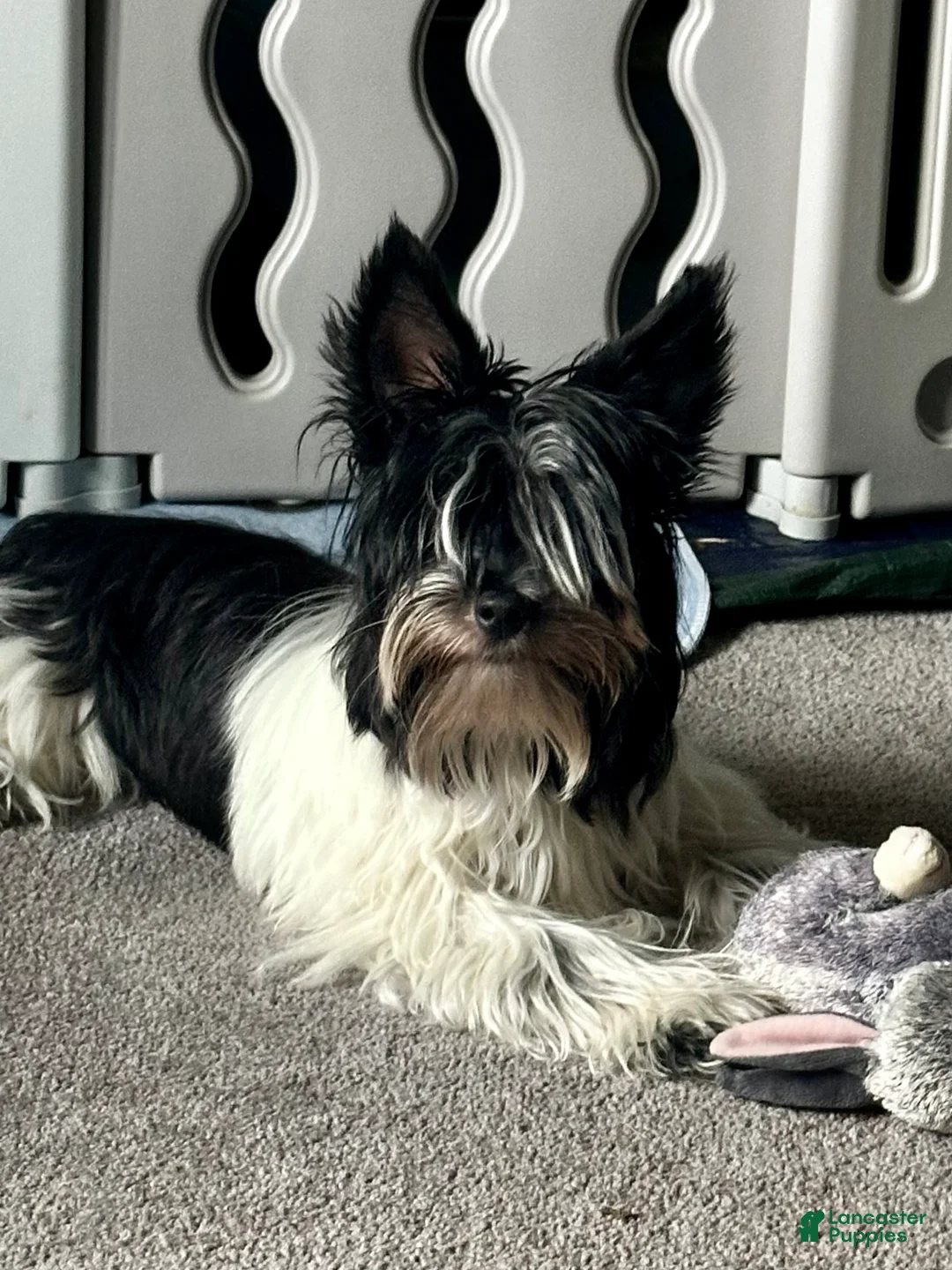 Biewer Terrier dogs for sale: Duke - Ad 2