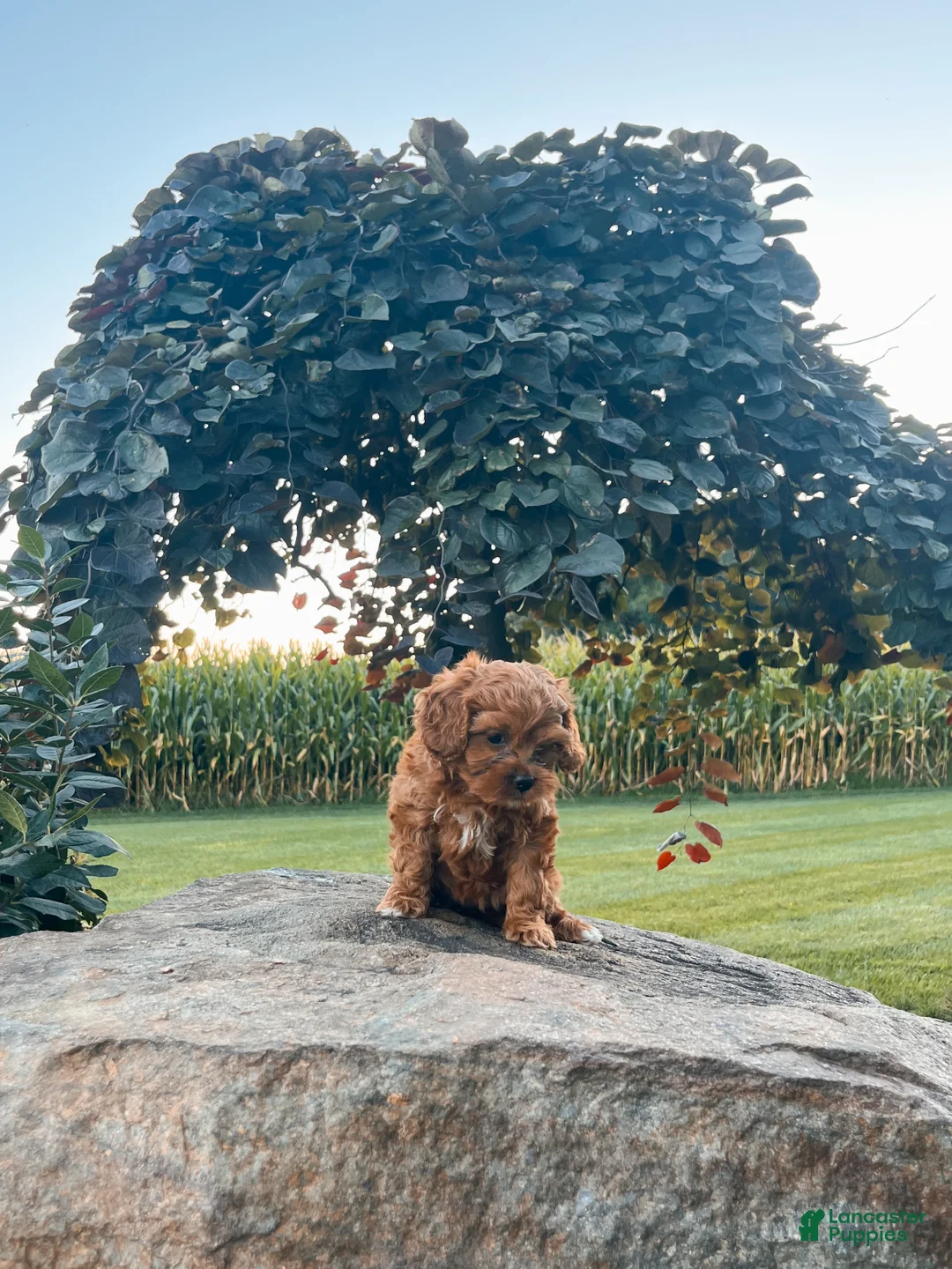 Cavapoo dogs for sale: Ella - Ad 3