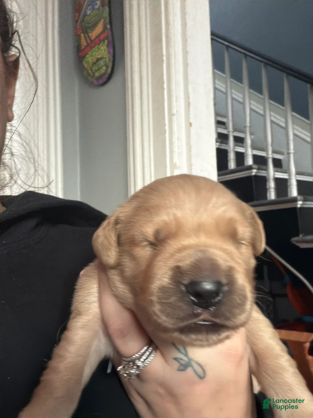 Golden Retriever dogs for sale: Golden Retriever Puppy 2 Pink - Ad 5