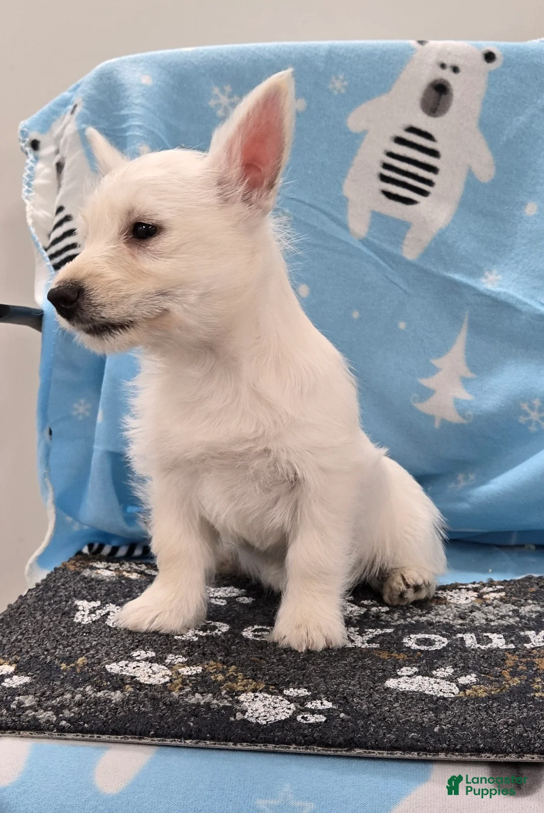 West Highland Terrier dogs for sale: Liz - Ad 2