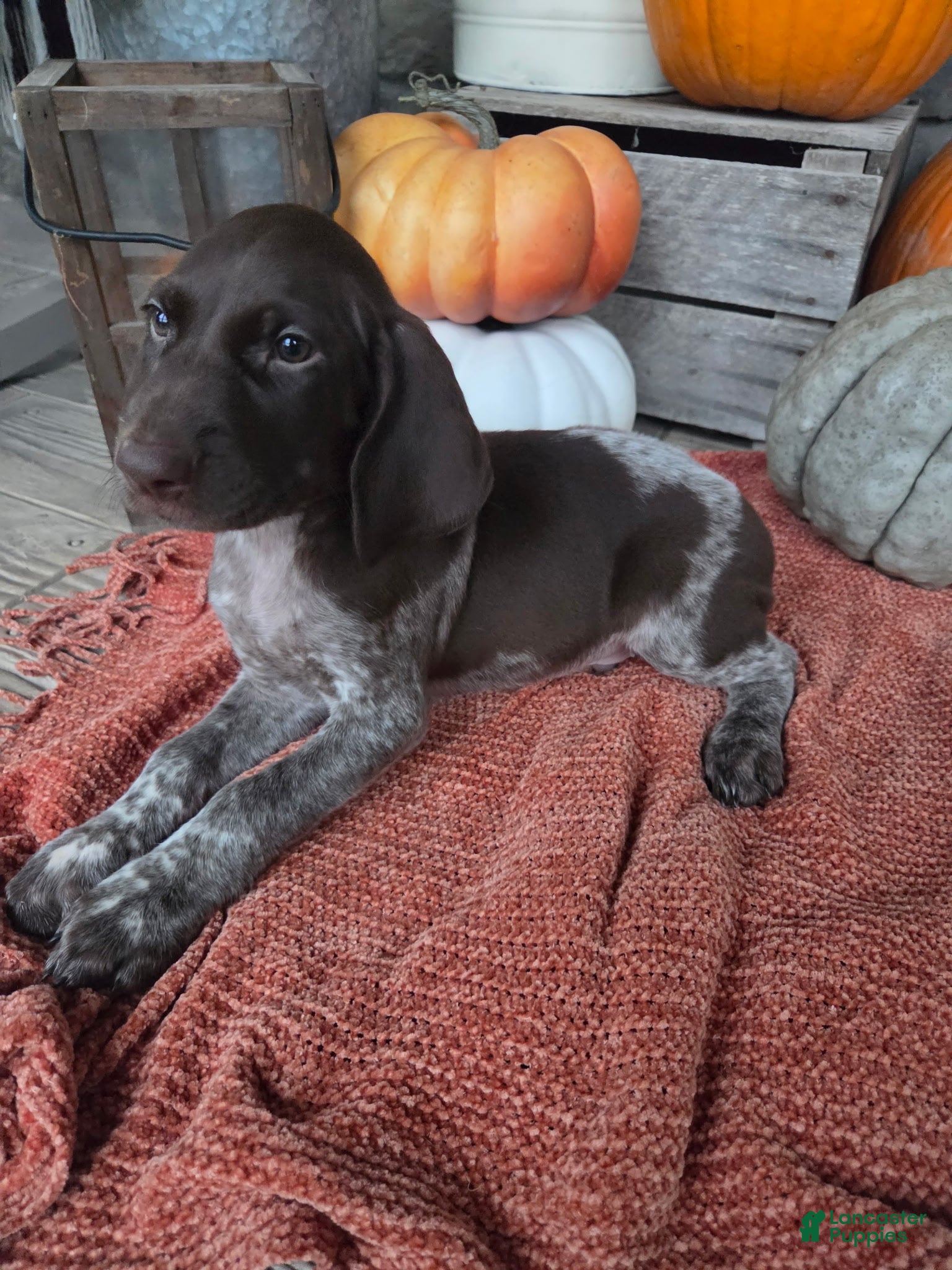 German Shorthaired Pointer dogs for sale: Grit - Ad 4