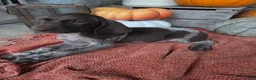 German Shorthaired Pointer dogs for sale: Grit - Ad 1