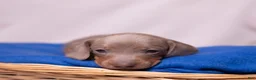 Miniature Dachshund dogs for sale: Rollo - Ad 6