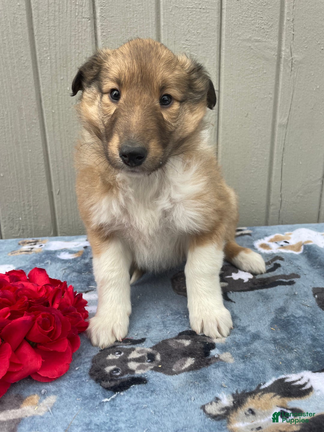 Collie dogs for sale: Cora - Ad 4