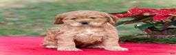 Cocker Spaniel dogs for sale: Jacqueline - Ad 4