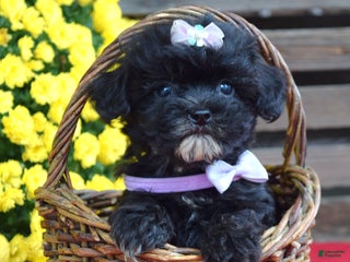 Shihpoo dogs - Ad 30