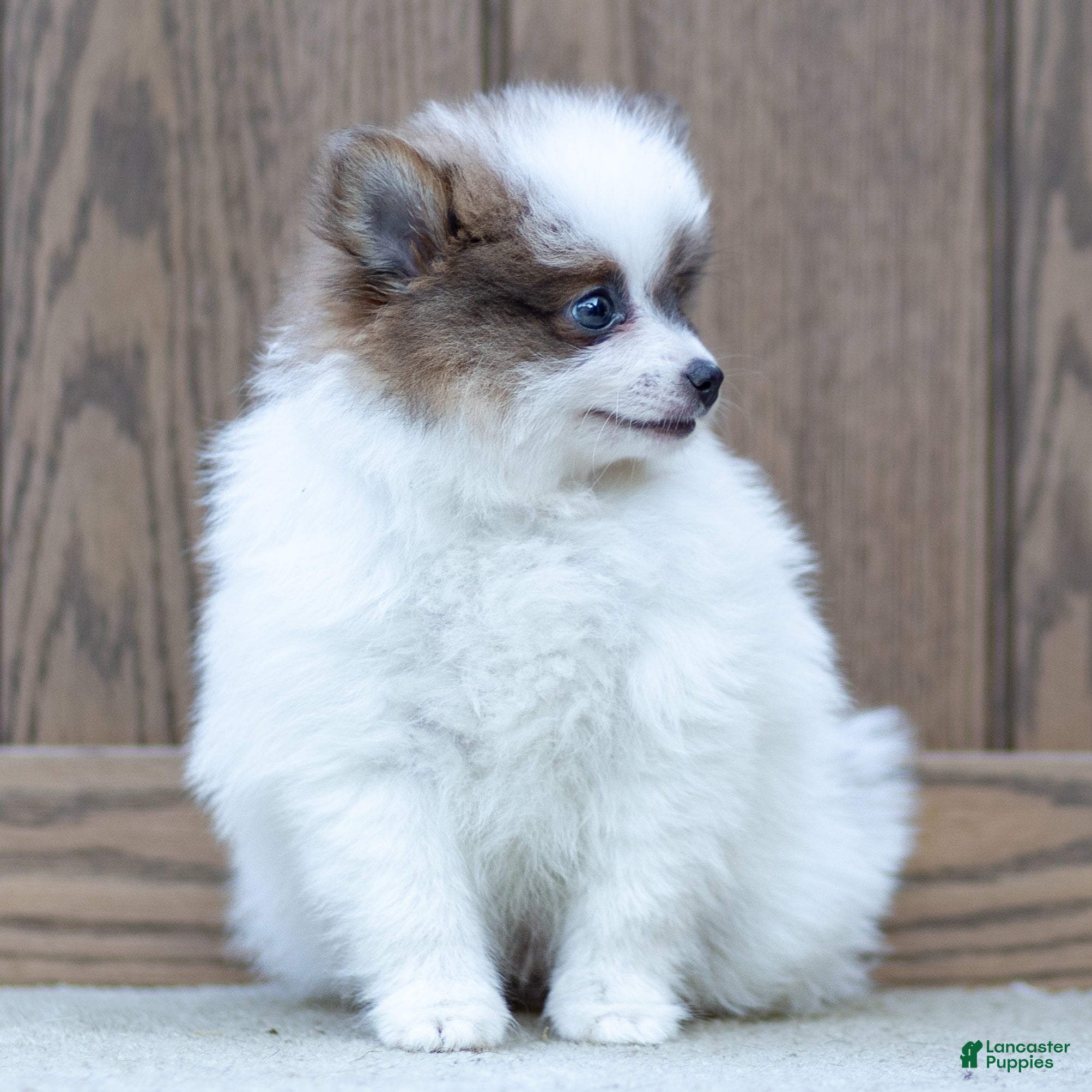 Pomeranian dogs Baxter - Ad 2