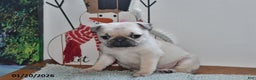 Pug dogs for sale: Bouncer - Ad 3