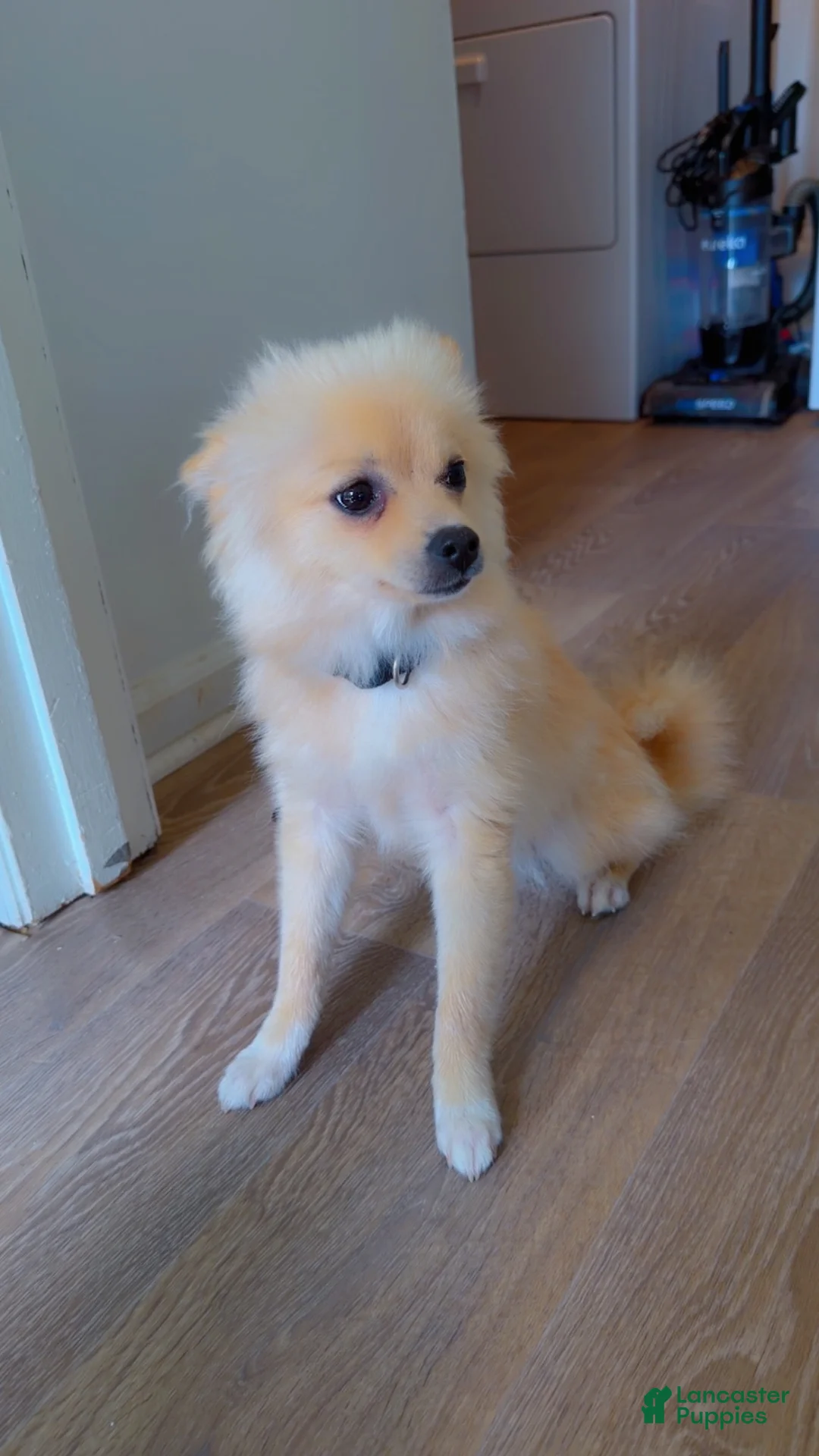 Mixed Breed dogs for sale: Mixed Breed 1 - Ad 2