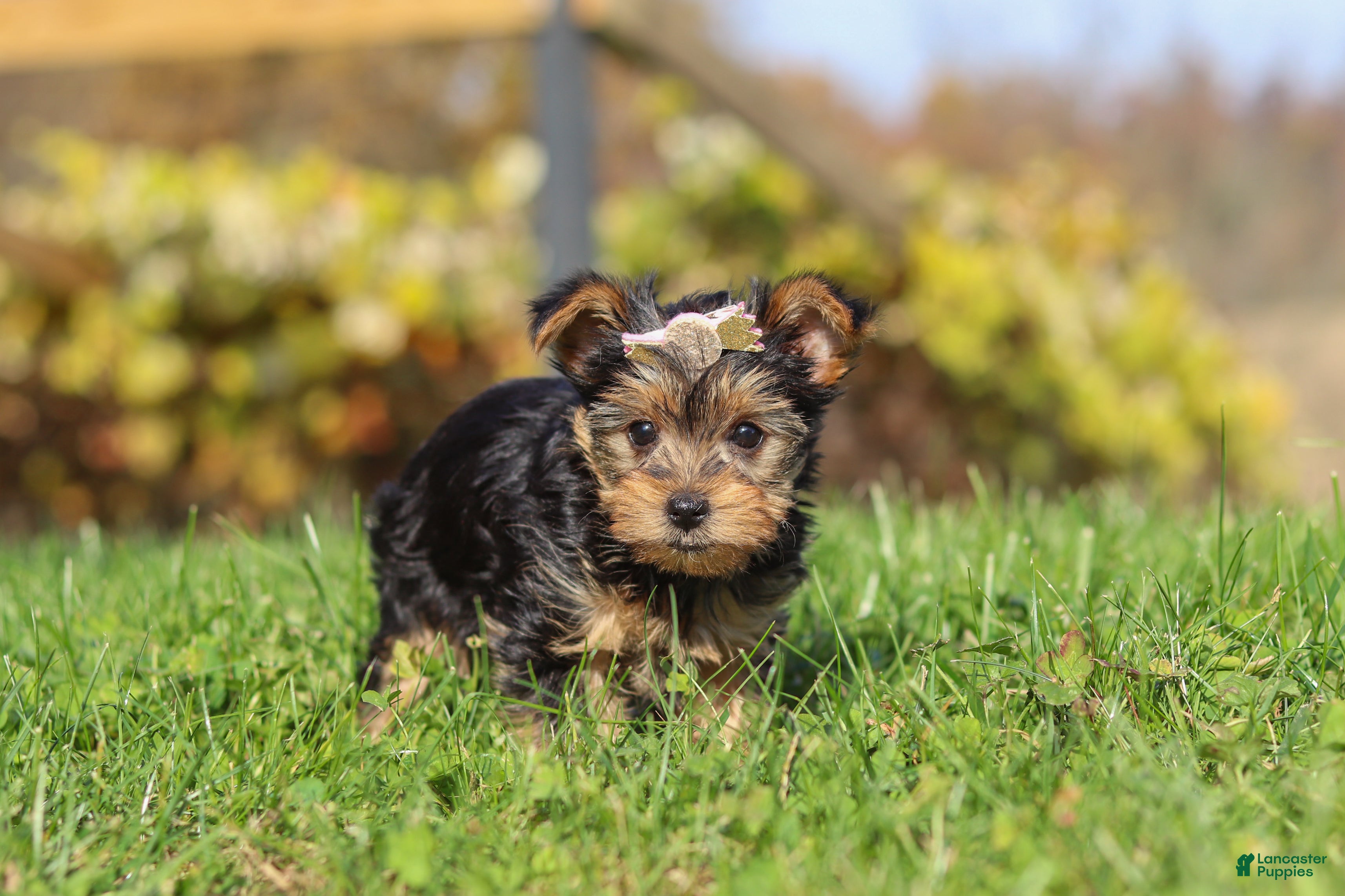 Yorkshire Terrier dogs for sale: Darcy - Ad 2