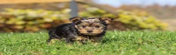 Yorkshire Terrier dogs for sale: Darcy - Ad 2