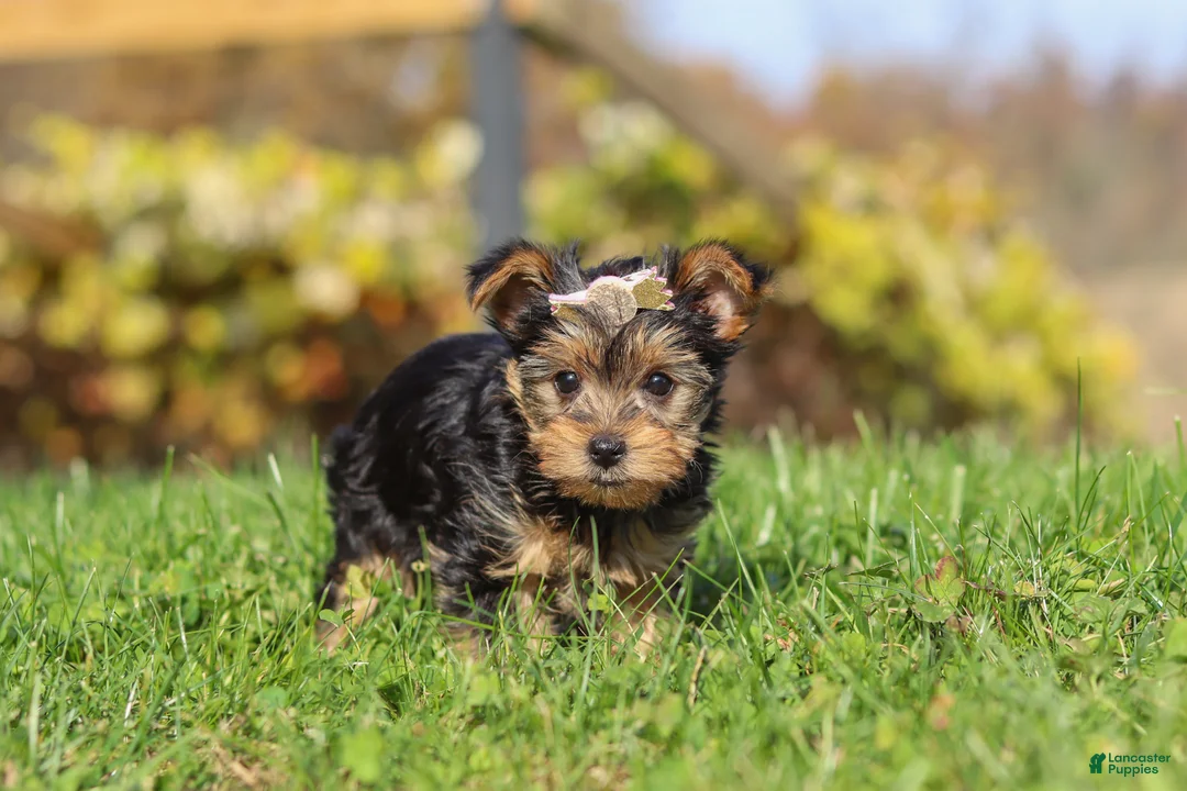 Yorkshire Terrier dogs for sale: Darcy - Ad 2
