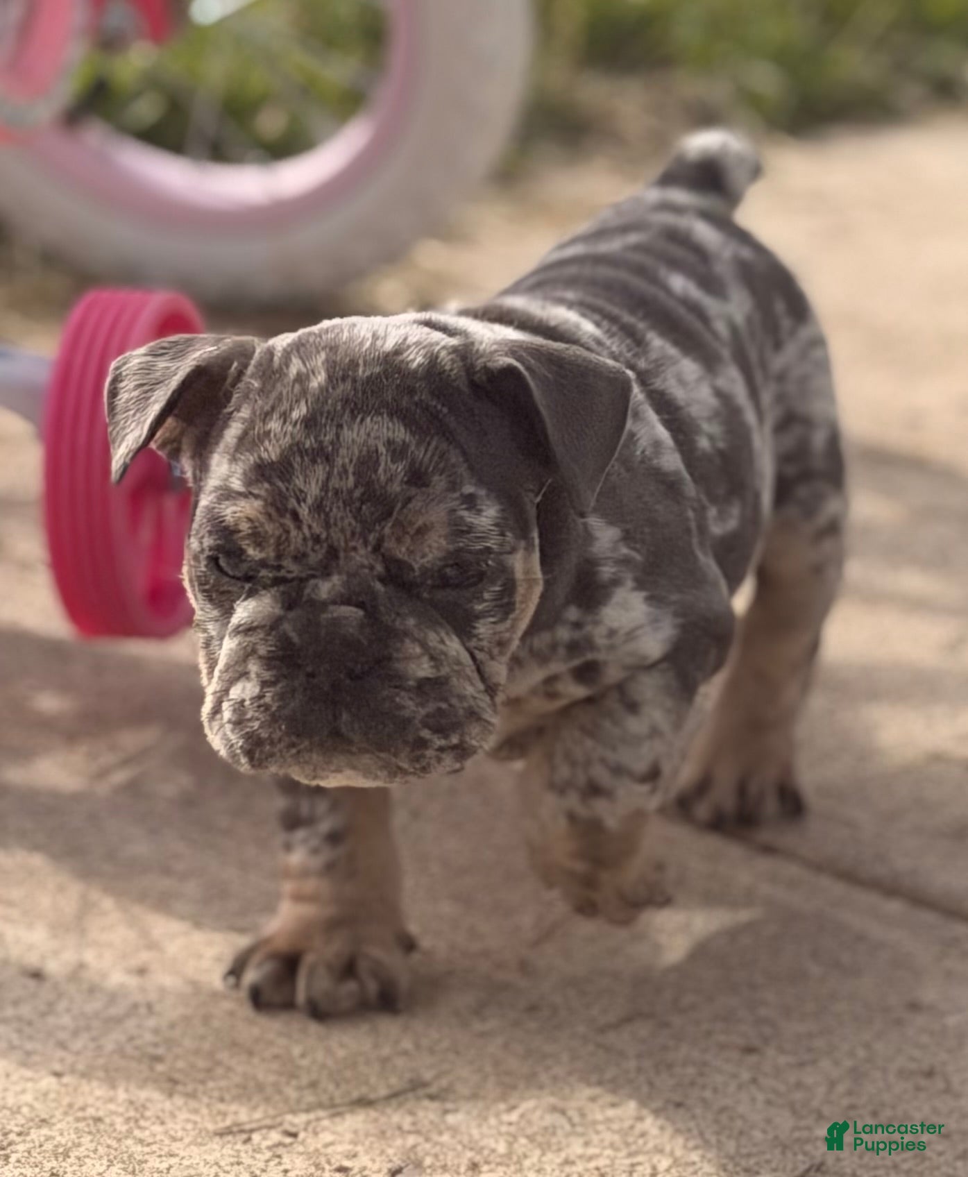 English Bulldog dogs English Bulldog Puppy 4 - Ad 22